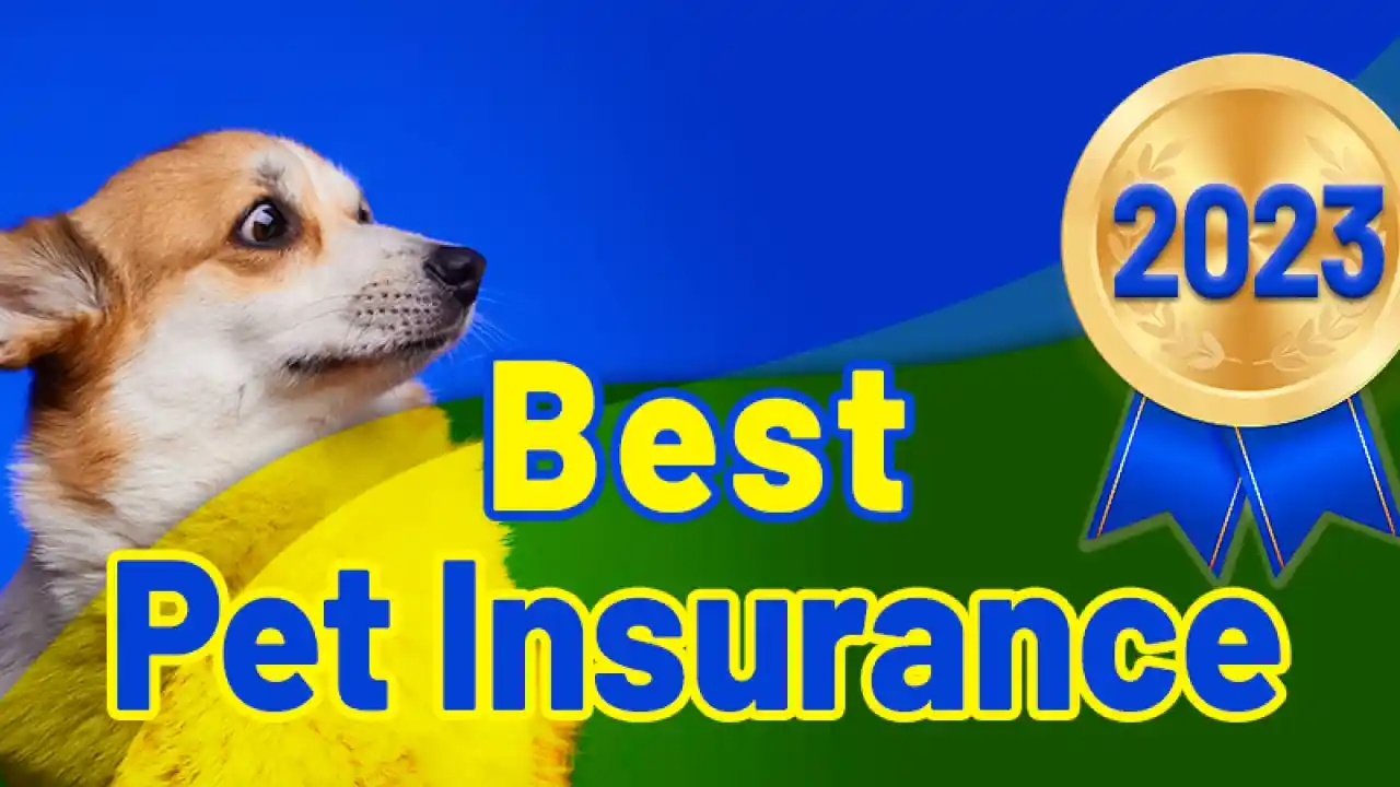 The Best Pet Insurance Companies Topstoryidea