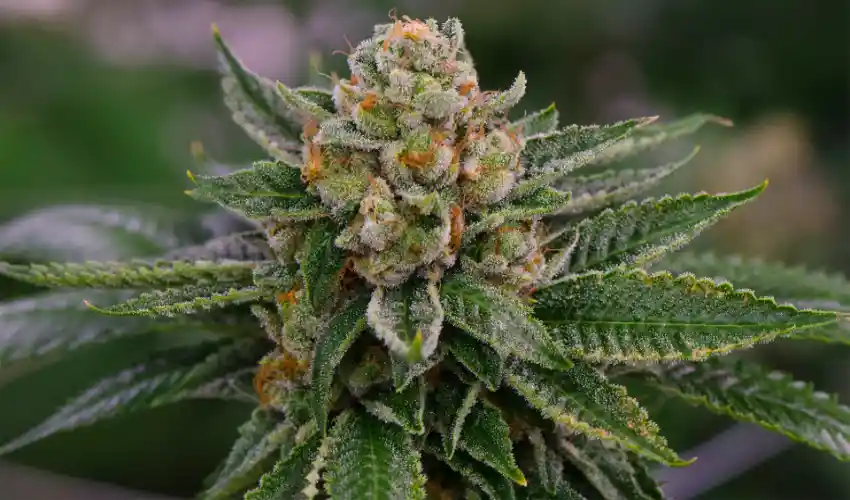 CBD Flower Strains for Pain Management: An Emerging Natural Remedy