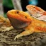 Red Bearded Dragon