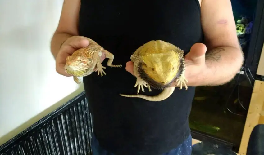 Can giant bearded dragons live with other reptiles