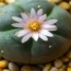 peyote cactus